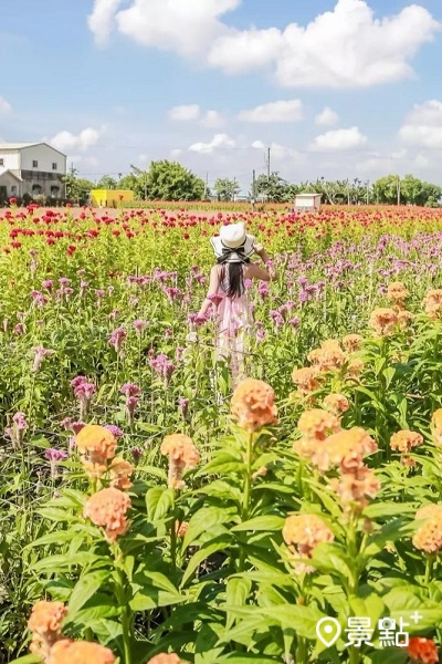 雞冠花因外型像是雞冠，別名也稱雞冠、雞公花、雞頭花、洗手花。