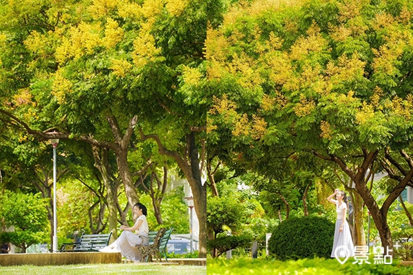 建國公園台灣欒樹浪漫花景。（圖／chihchun628，以下同）