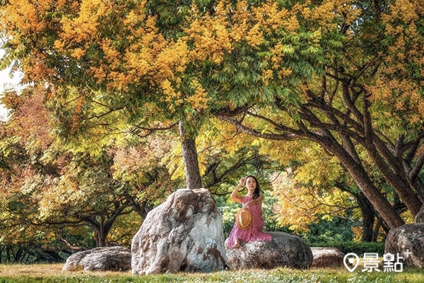 潮洋環保公園台灣欒樹繽紛花景。 (圖／imma_pon)