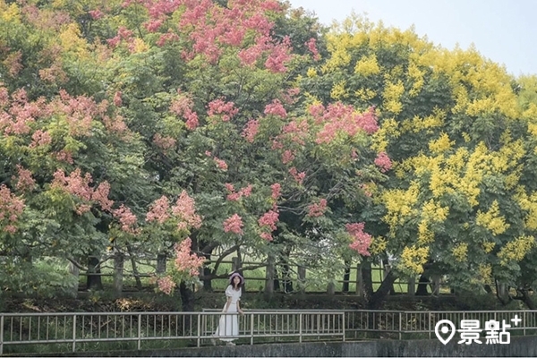 清水米粉寮大排的台灣欒樹美景。（圖／nelly.hong）