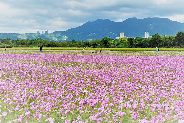 五公頃花海種有不同多色的色塊花海排列。(圖／2022關渡花海，以下同)