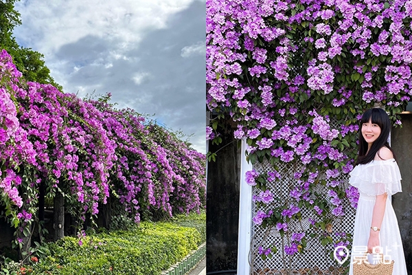 泰山楓樹河濱公園、嘉義中埔鄉農會的蒜香藤步道相繼盛開。(圖／泰山鄉公所、stacy19927)