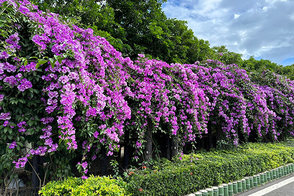 泰山楓樹河濱公園11月8日的蒜香藤花況。(圖／泰山鄉公所，下同)