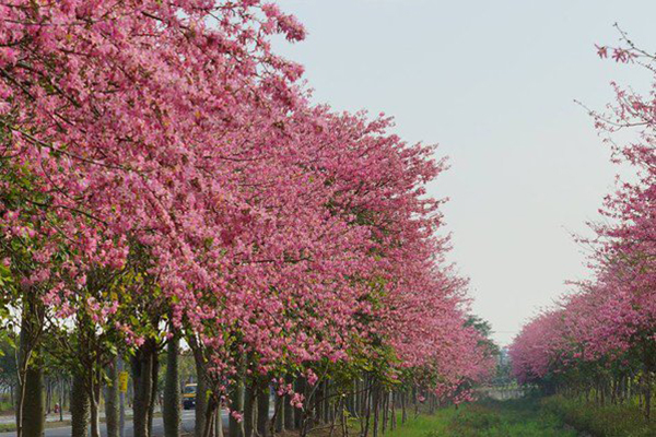 雲林虎尾建成路上種植了滿滿的美人樹，圖為往年花景盛況。 (圖／虎尾鎮公所，下同)