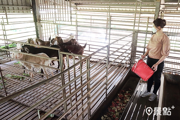 滿福的飼養羊場乾淨通風，飼養羊隻只使用牧草、香蕉葉、枸杞葉、紅心芭樂等自然食材，年輕公羊的環境飲食堪比和牛等級。