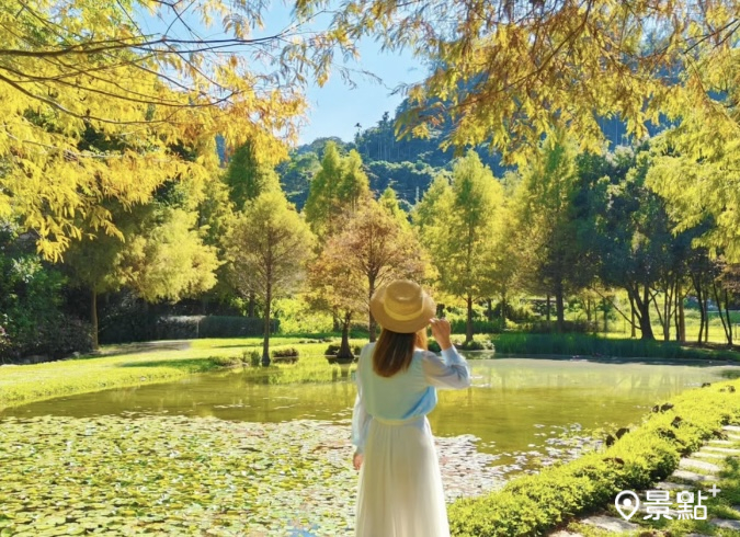 絕美落羽松美拍秘境太平苗圃！水岸石頭步道免門票賞漸層變色大景　